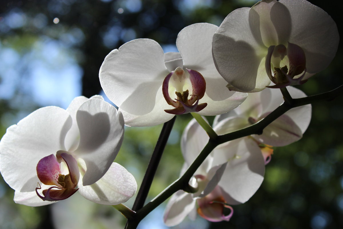 Орхидеи - Mariya laimite