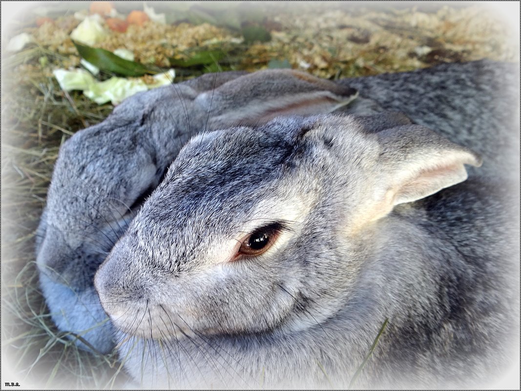 Кролики - Вера 