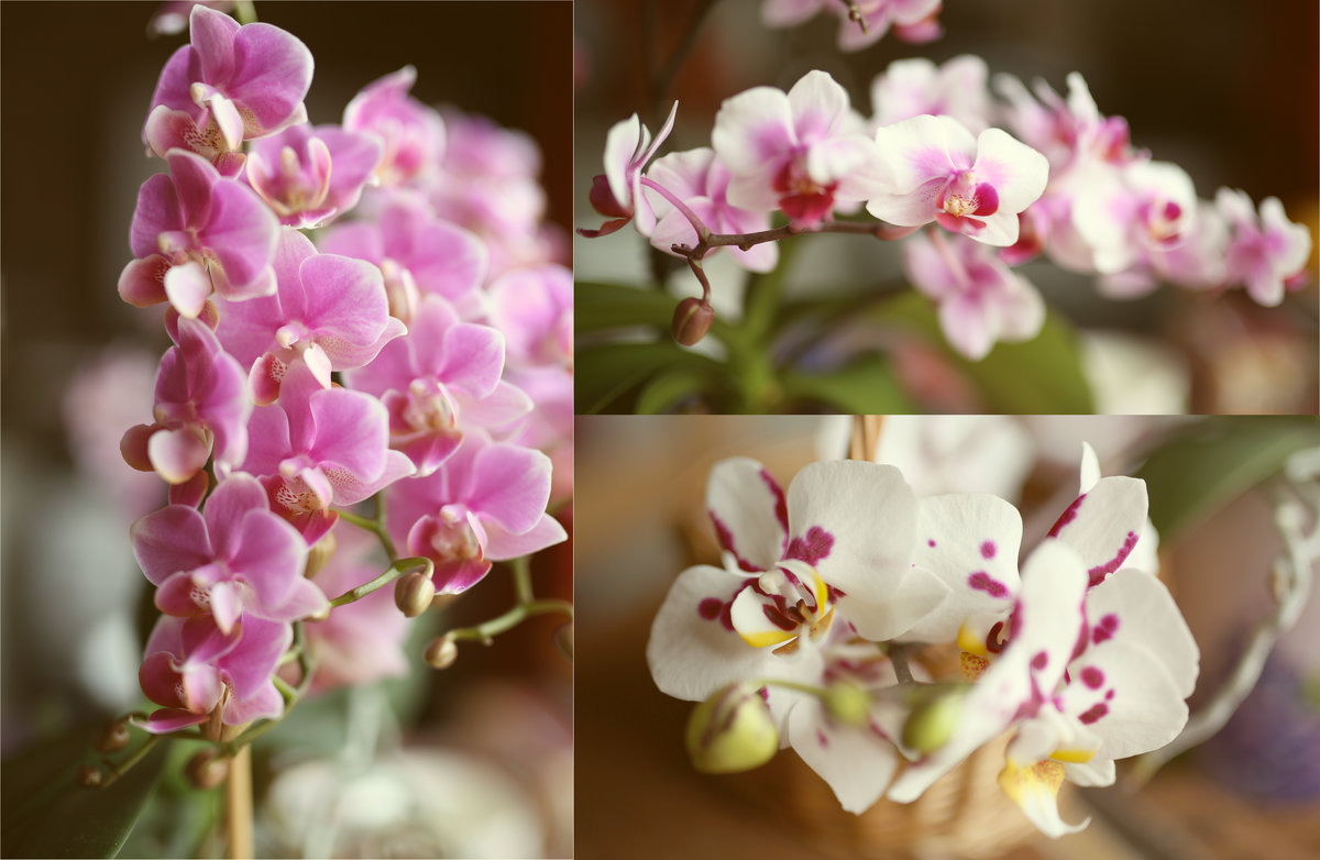 Орхидеи - Larisa Ulanova