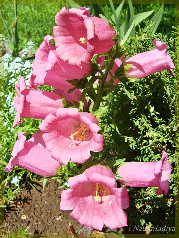 Нежность розового - Лидия (naum.lidiya)