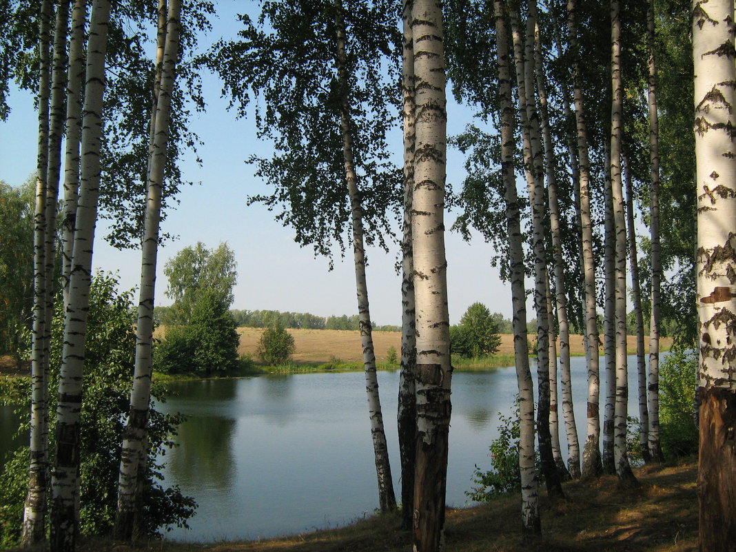 Родная русская береза - Роза Троянская