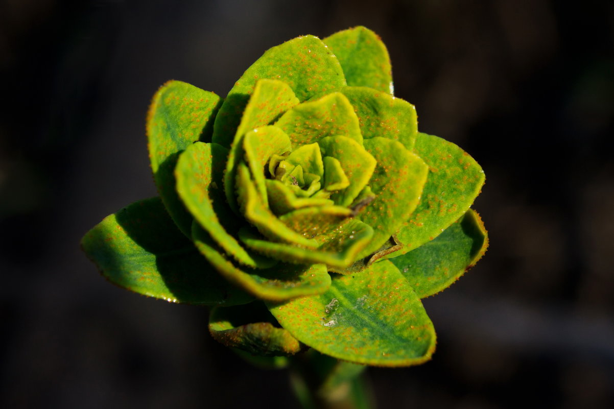 Зеленая "Роза" - Gleipneir Дария
