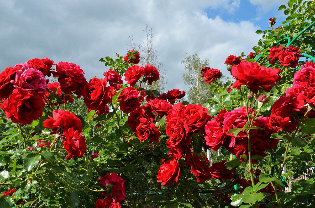 Розы и небо - Viacheslav 