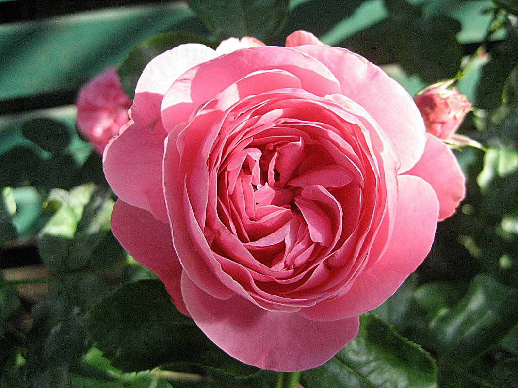 Роза флорибунда - laana laadas