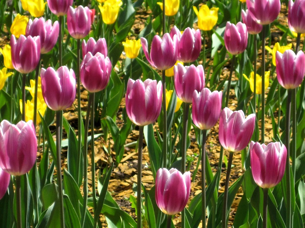 Сияющие тюльпаны  приветствуют весну - Елена Семигина