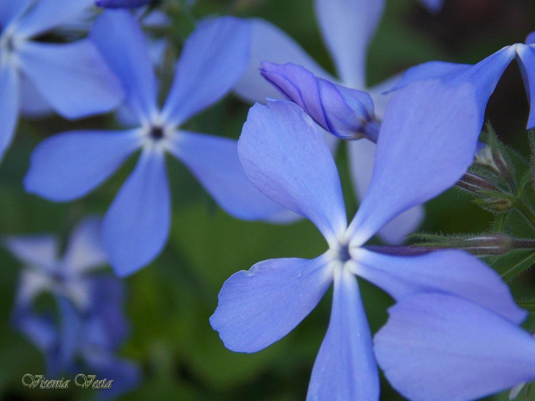 Голубые цветы - Виктория Стукалина