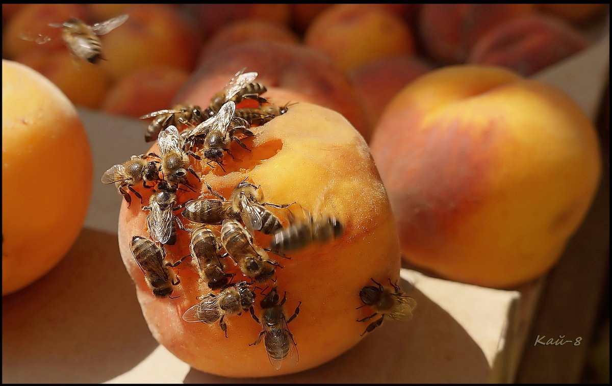 Два с половиной персика и восемнадцать пчёл... - Кай-8 (Ярослав) Забелин