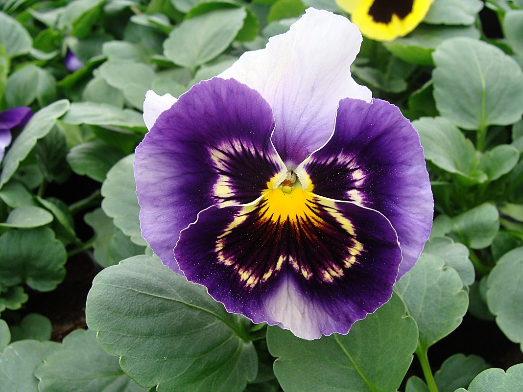 Viola x wittrockiana   Select Beaconsfield - laana laadas