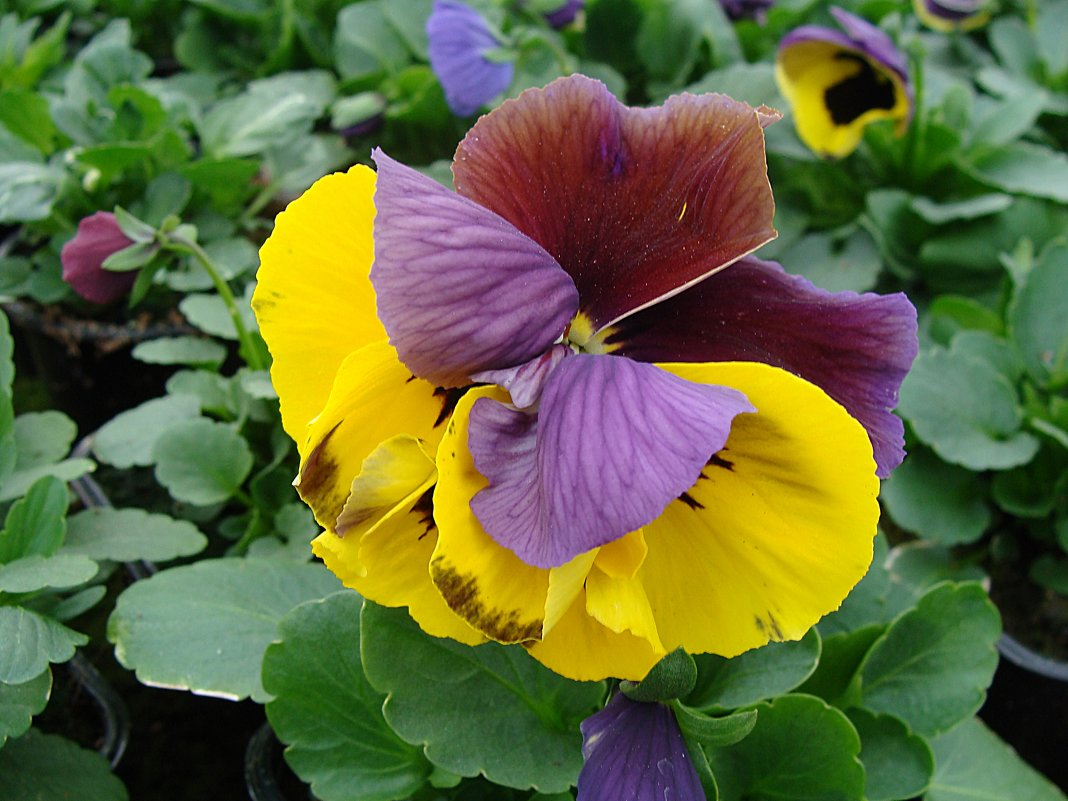 Viola x wittrockiana " Delta Yellow with  Purple Wing  " - laana laadas