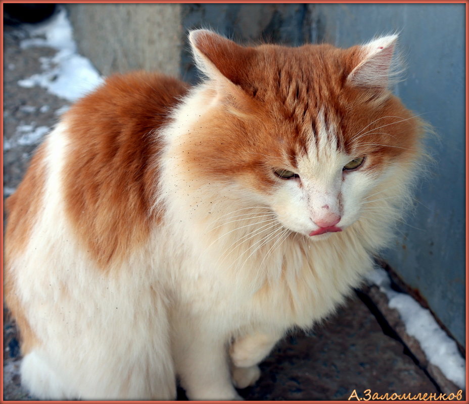 Бело-рыжий котэ - Андрей Заломленков