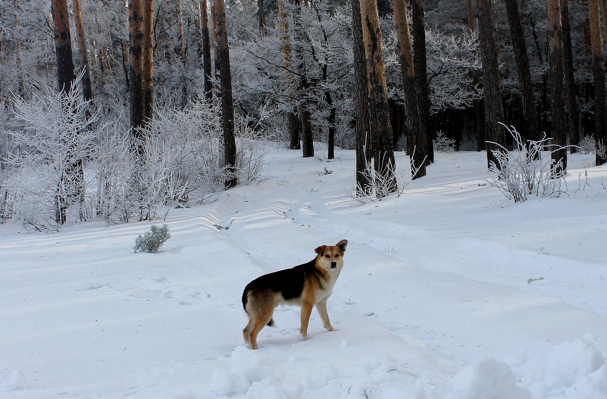 ..  почти лесной  "волк"... - Валерия  Полещикова 