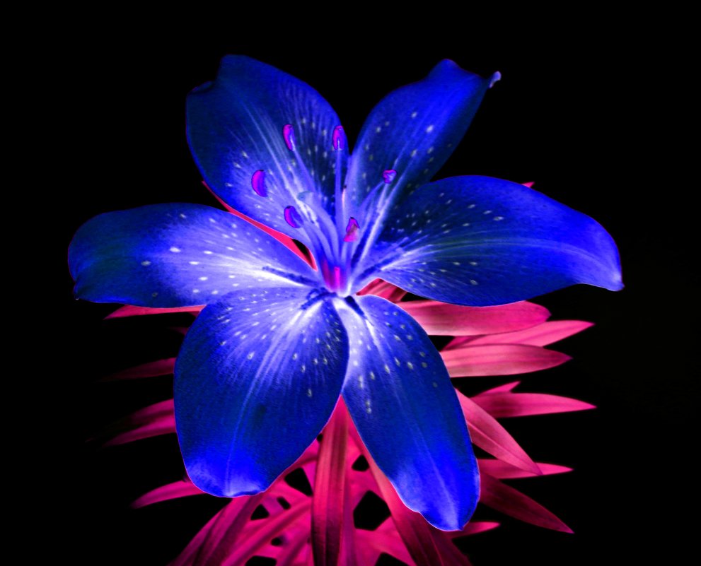 Ночная Лилия цветок