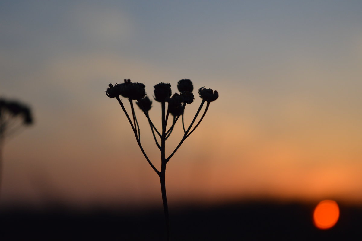 Цветок на закате - Doberman 