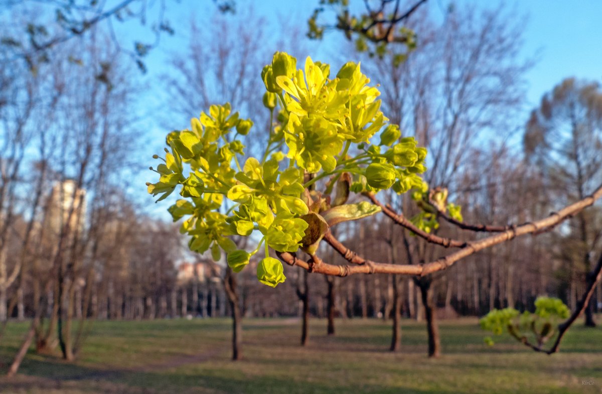 Весна ... - Kirill 