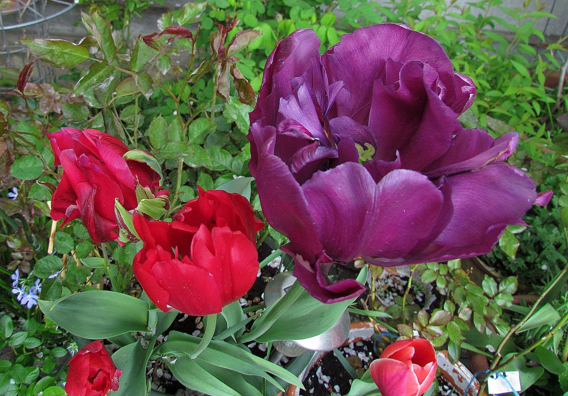 майские тюльпаны - Александр Корчемный