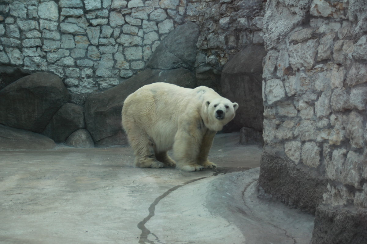 зоопарк - Илья 