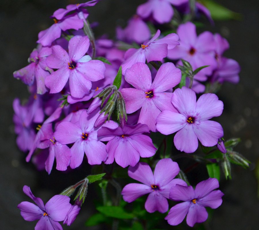 Флокс прижатый (Phlox x procumbens) - zhanna-zakutnaya З.