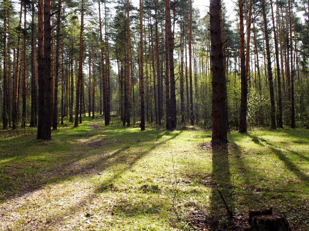 Светлый лес - Андрей Зайцев