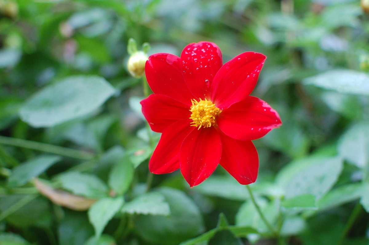 Flower - Алла Кэлкэй