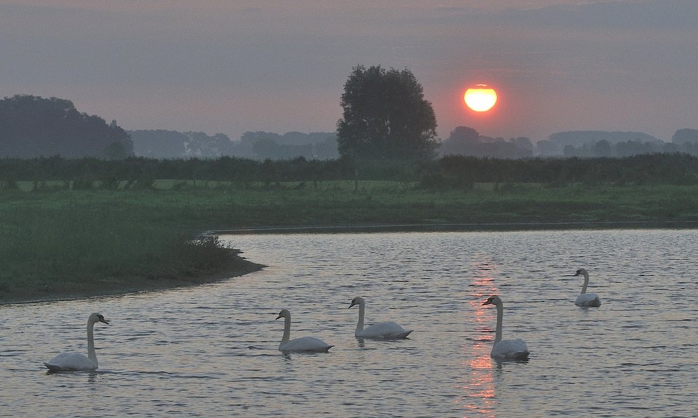 Swans in the sunrise. - Johny Hemelsoen 