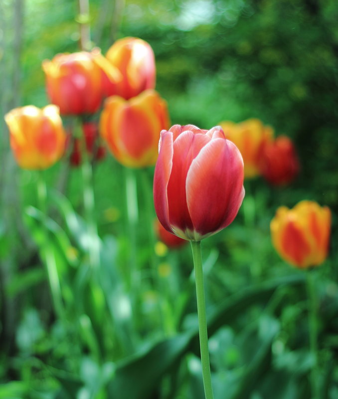 Тюльпаны в саду - Юрий Гайворонский