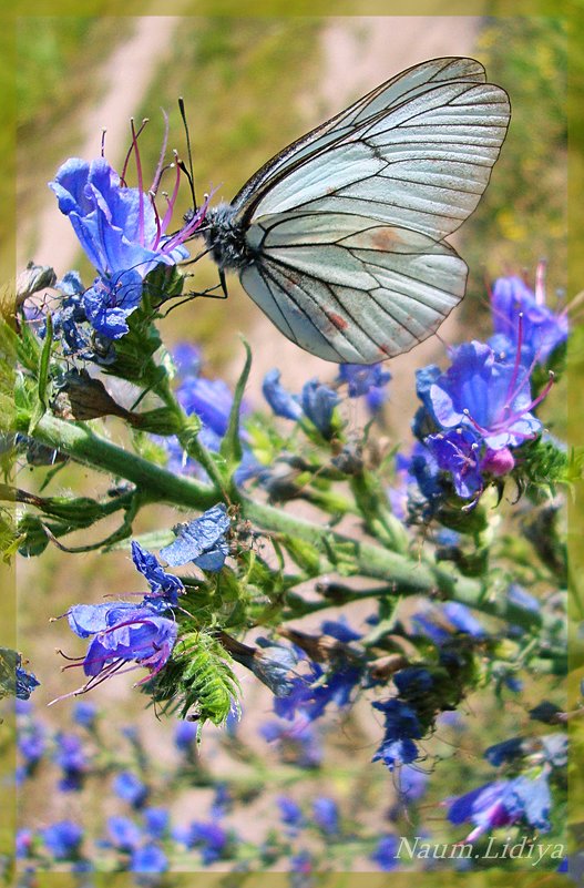 Бабочки порхают - Лидия (naum.lidiya)