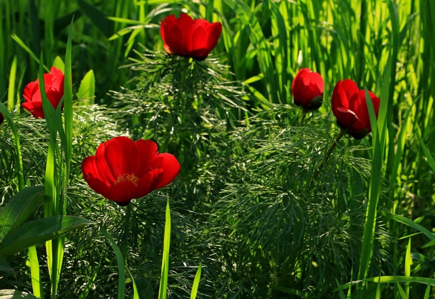 Пион-воронец  Пион тонколистный, или узколистный (p.tenuifolia) - Игорь Kуленко