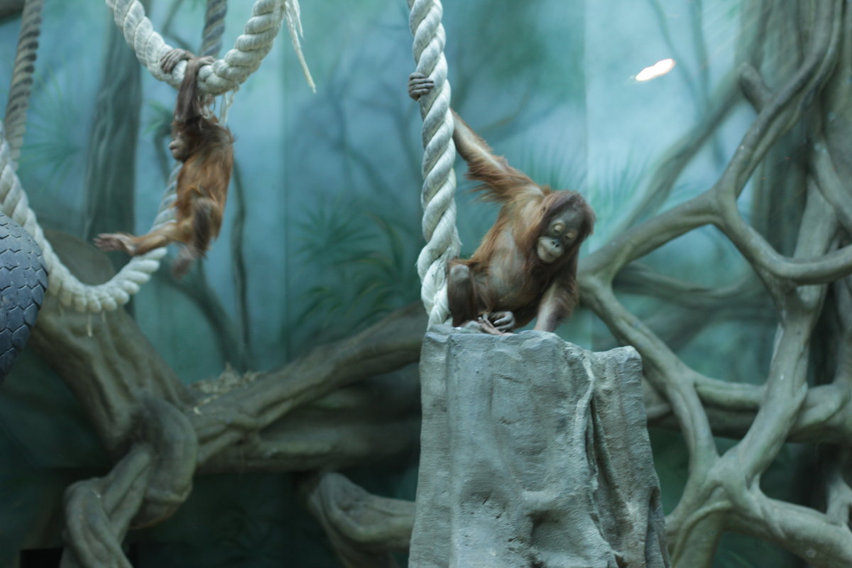 обезьянки в зоопарке - Алексей 