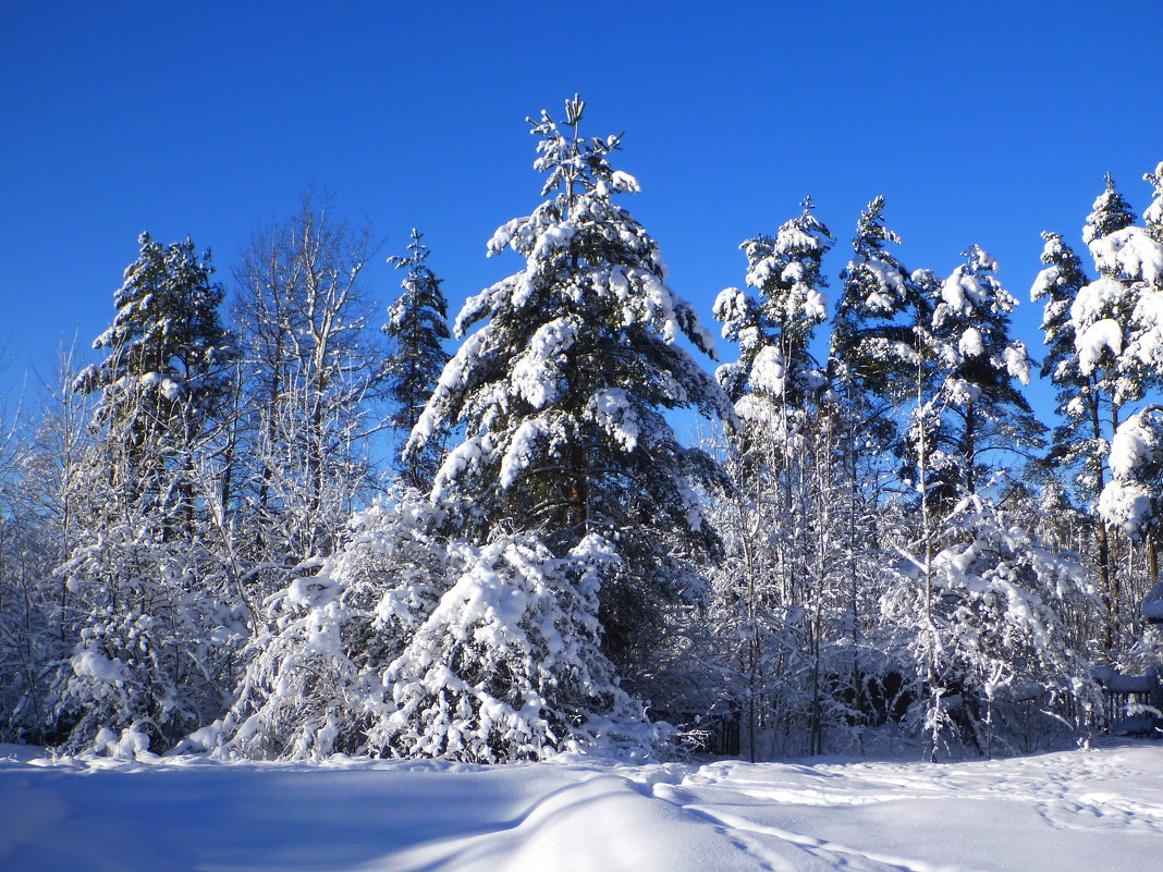Деревья в снегу - Сергей 