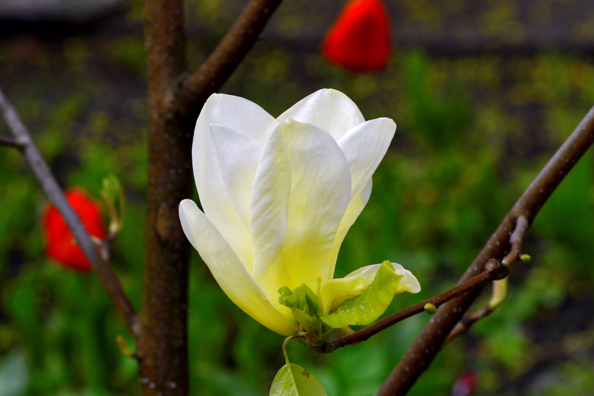 цветок магнолии - николай и наталья