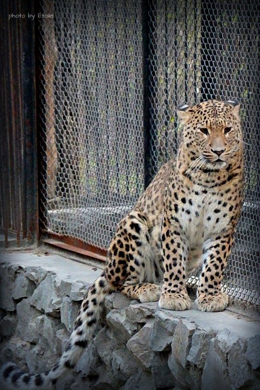 Кавказский леопард - Lady Etoile