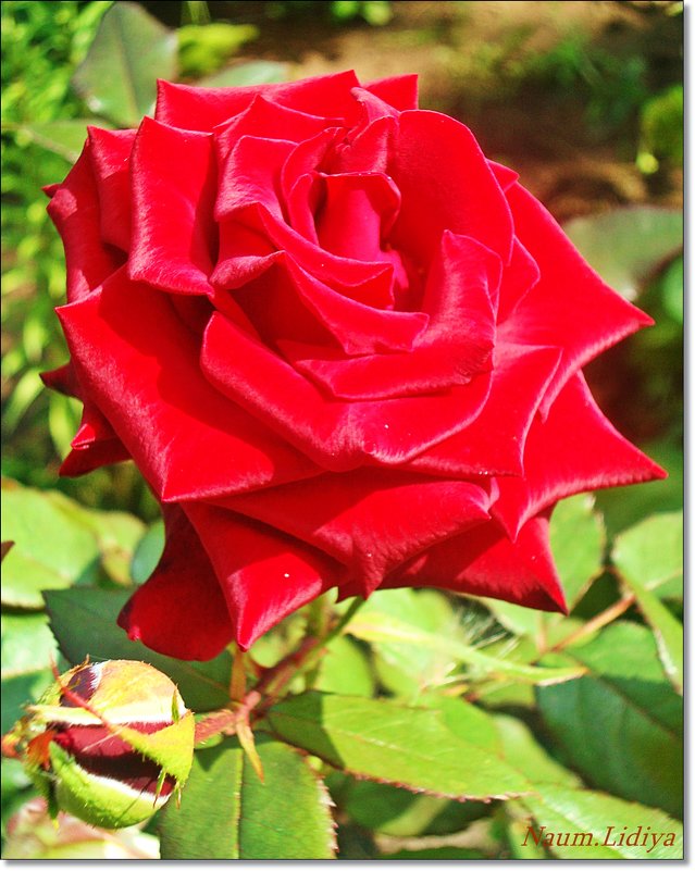 Атласная роза любви - Лидия (naum.lidiya)