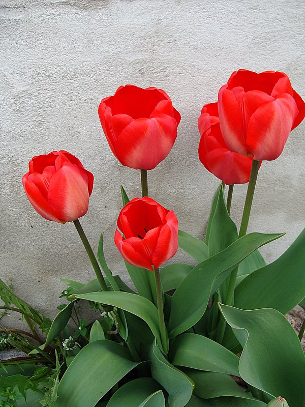 Тюльпаны " Spring " - laana laadas