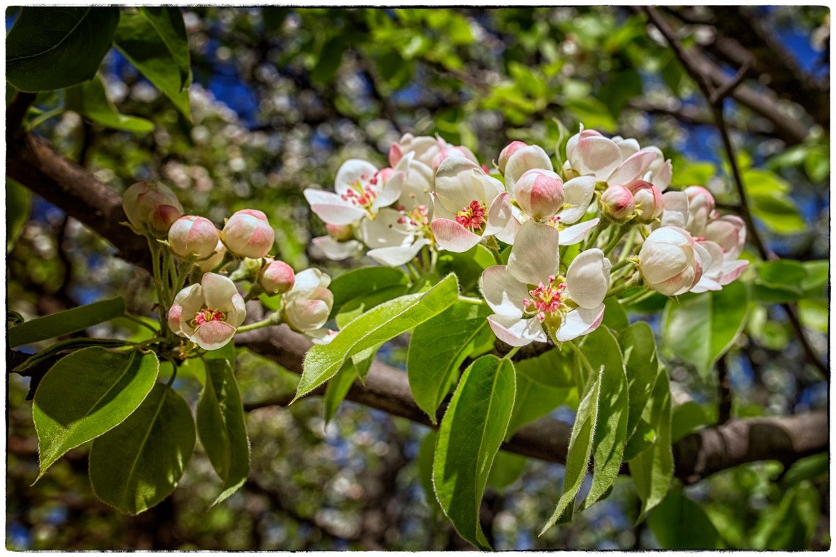 Яблоня в цвету - OKCAHA Валова