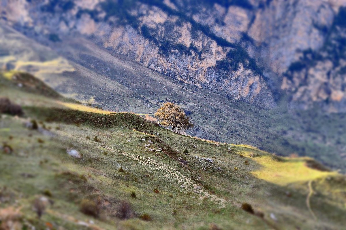 Одинокое дерево на краю скалы - Олег Цуциев