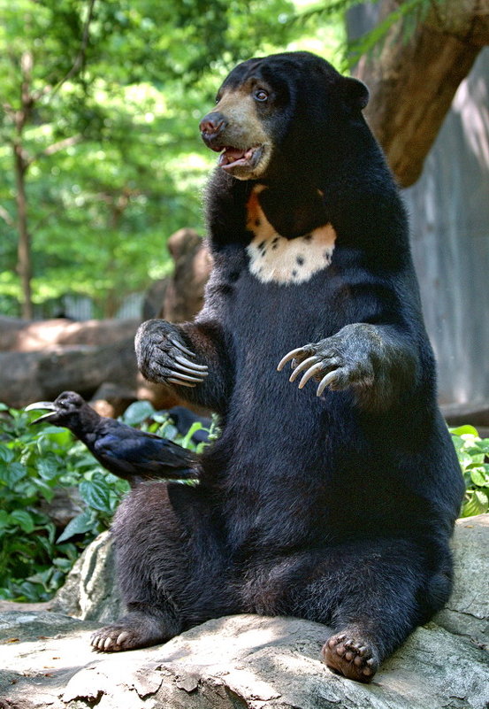Реинкарнация Фредди Крюгера в Малайского медведя - Евгений Печенин