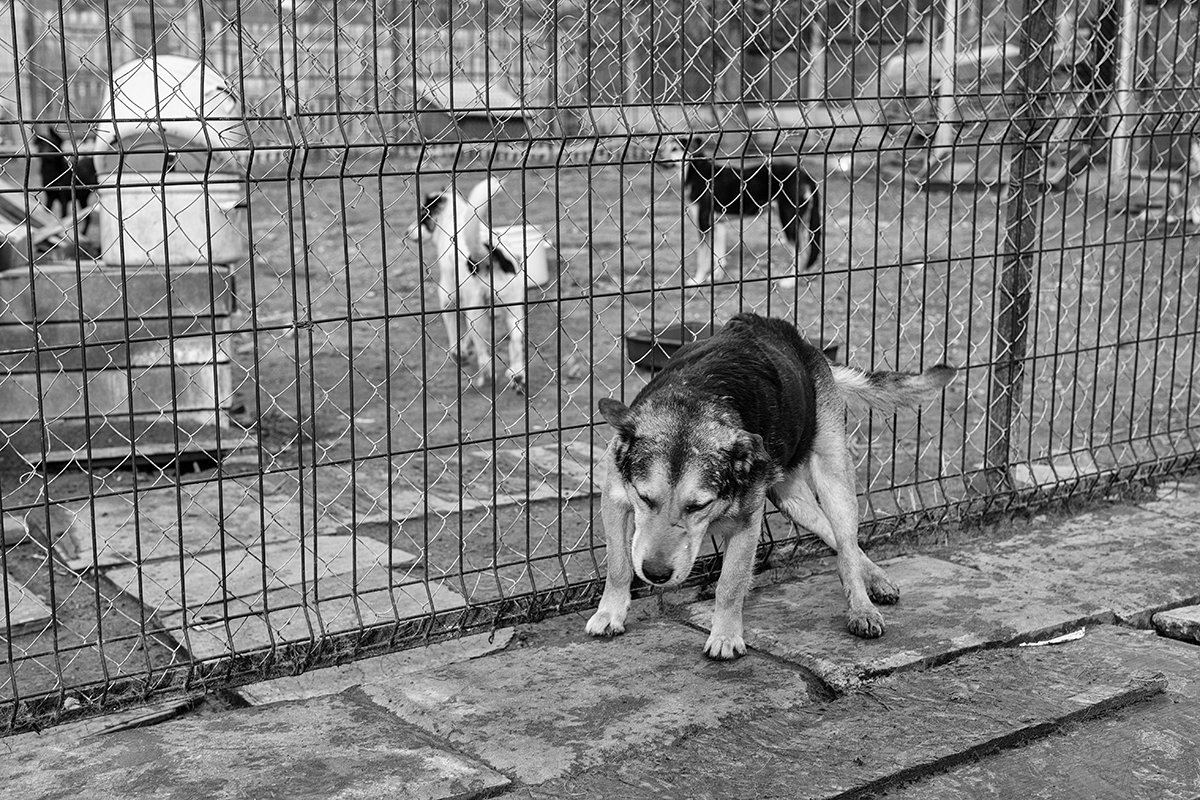 Приют для бездомных домашних животных - Анатолий Тимофеев