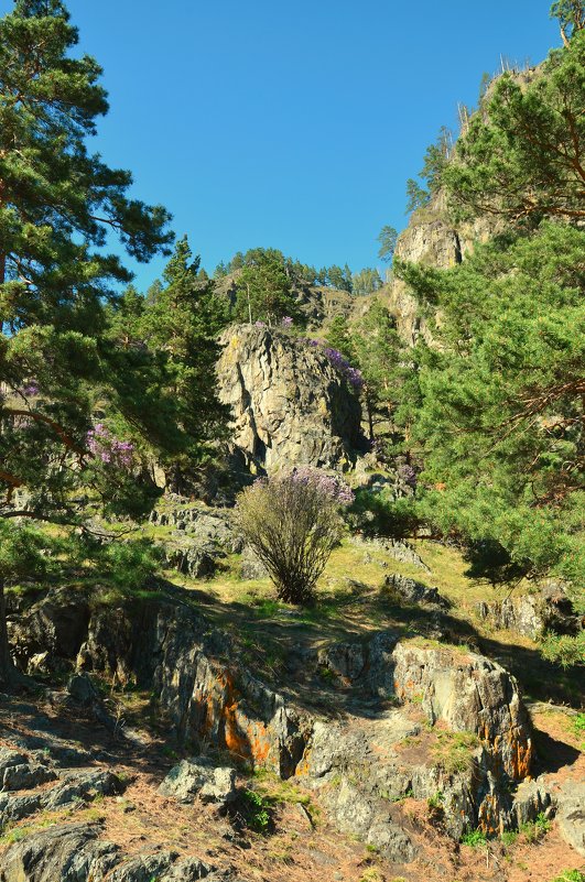 Весна в горах - Николай Воробьёв 