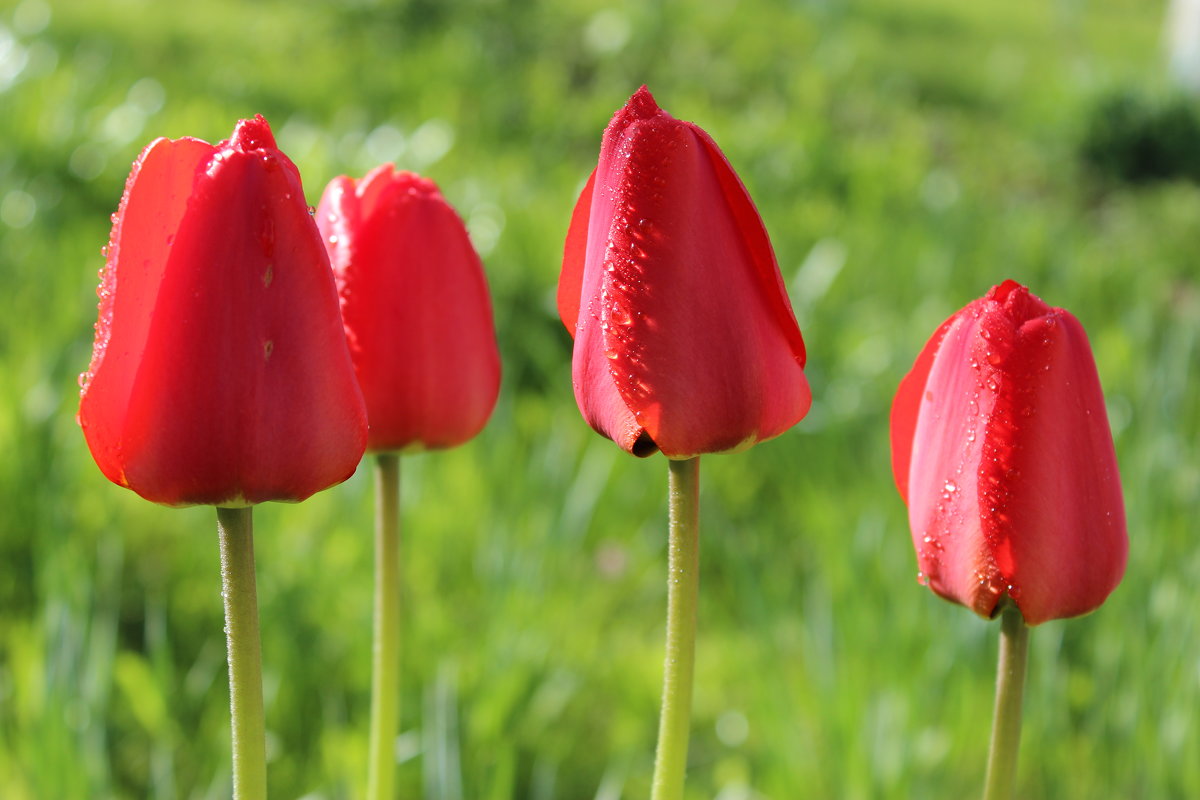 Красные тюльпаны - Mariya laimite