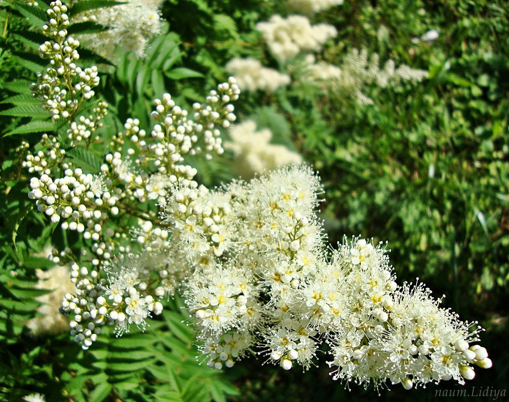 Пышное цветение - Лидия (naum.lidiya)