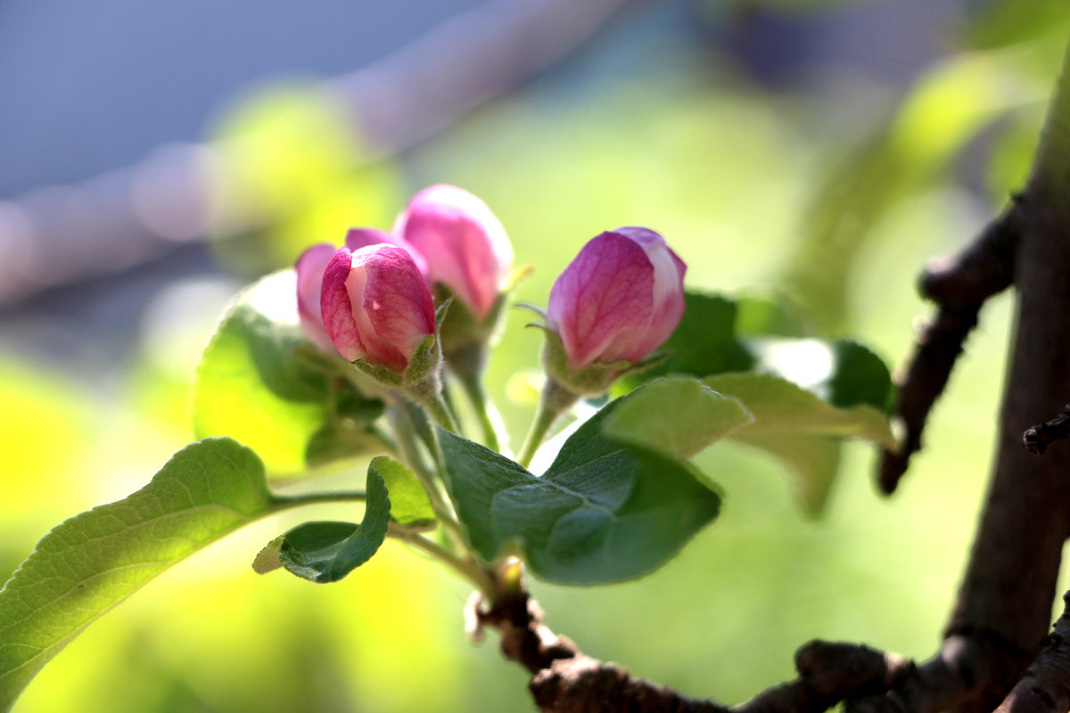Яблоня в цвету - надежда 