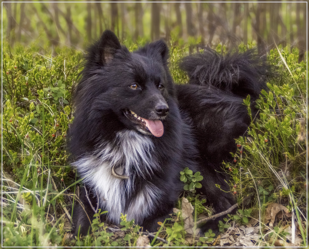 This is my dog - Андрей Дворников