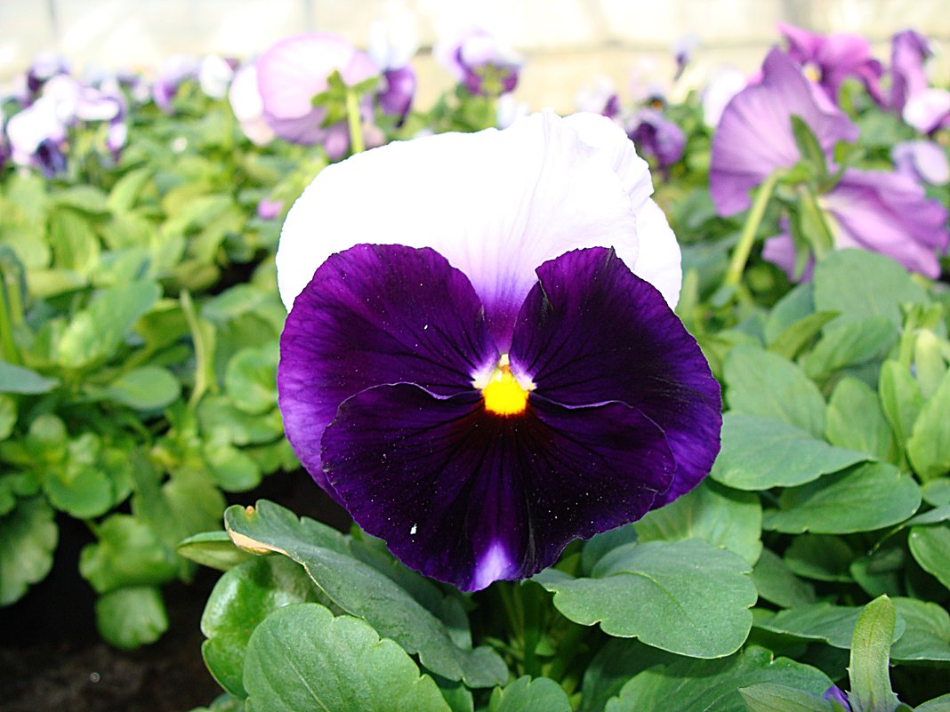 Viola x wittrockiana Selecta Beaconsfield - laana laadas