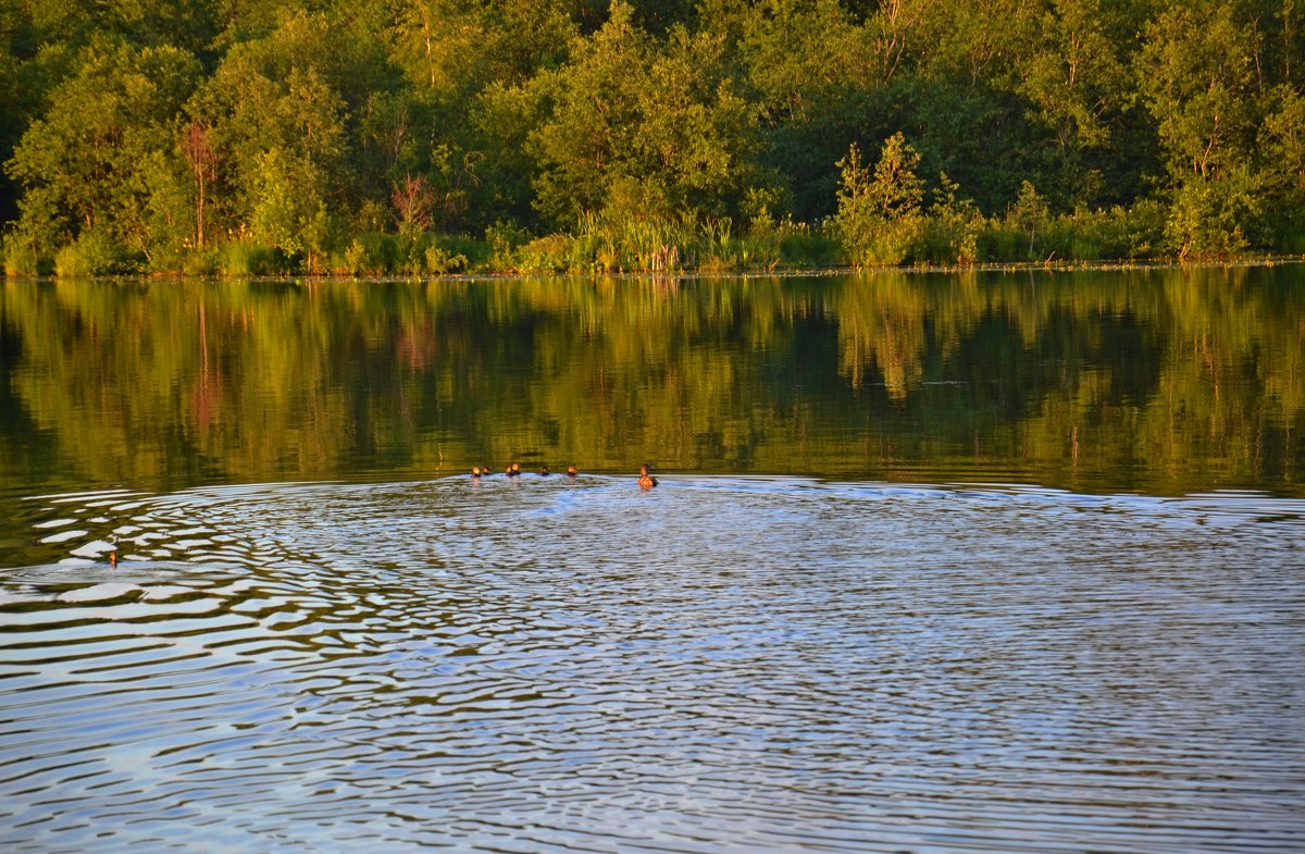 НА РЕЧКЕ - Виктор Осипчук