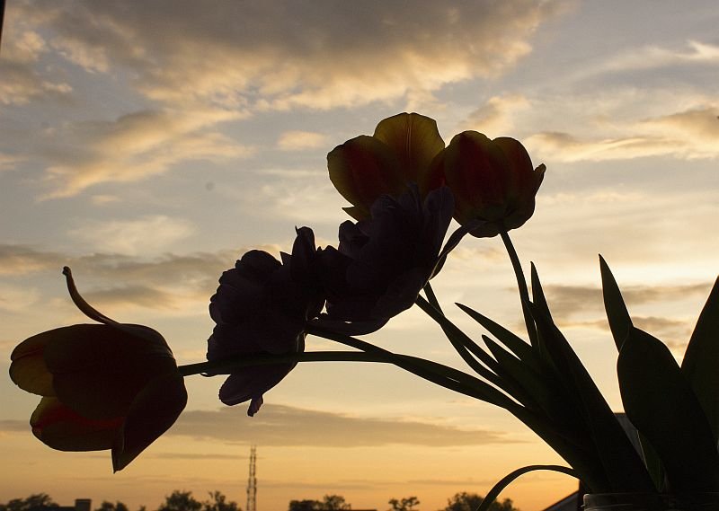 Тюльпаны на фоне заката - Екатерина Асютина