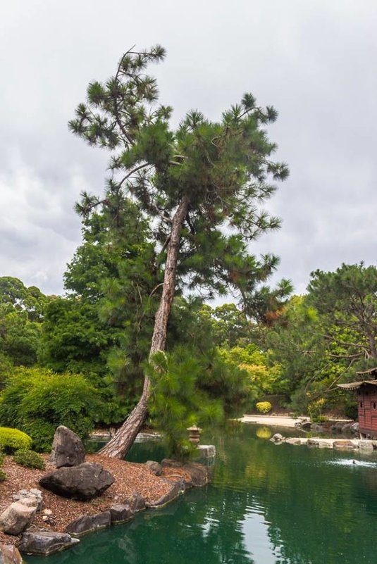 Японские сады в Сиднее - Валентина Ломова