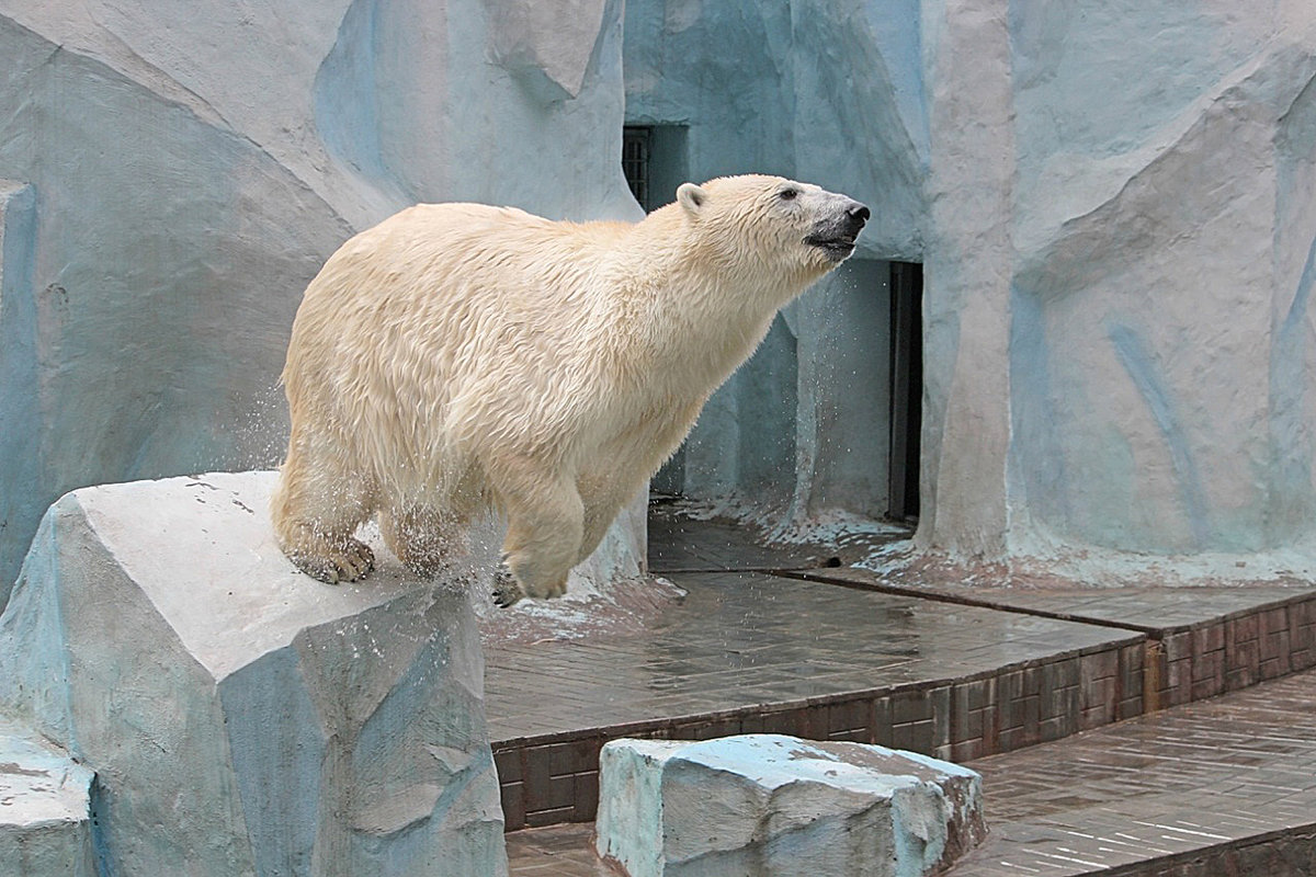 Новосибирский зоопарк белые медвежата имена