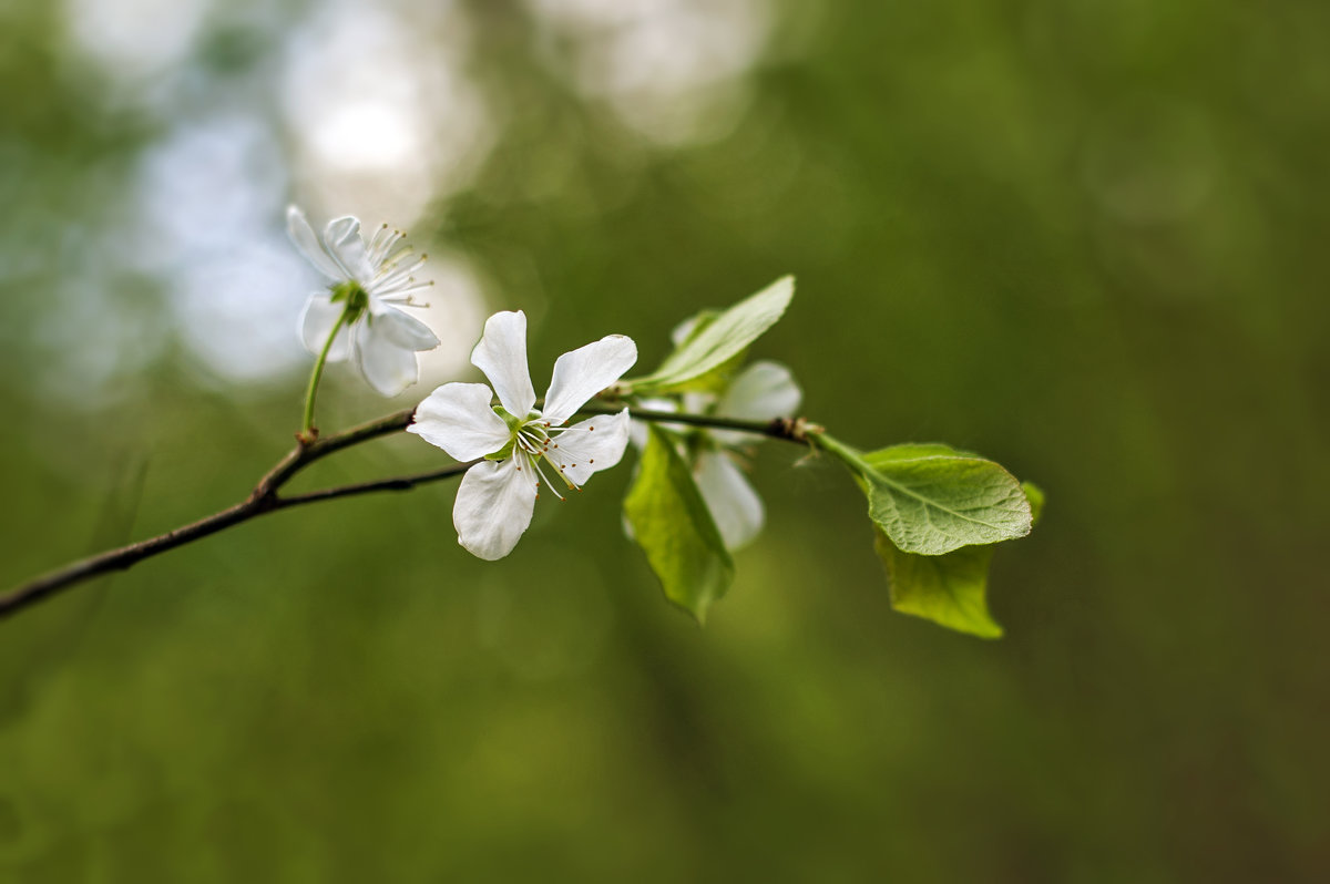 Цветок вишни - Anastasia Bozheva