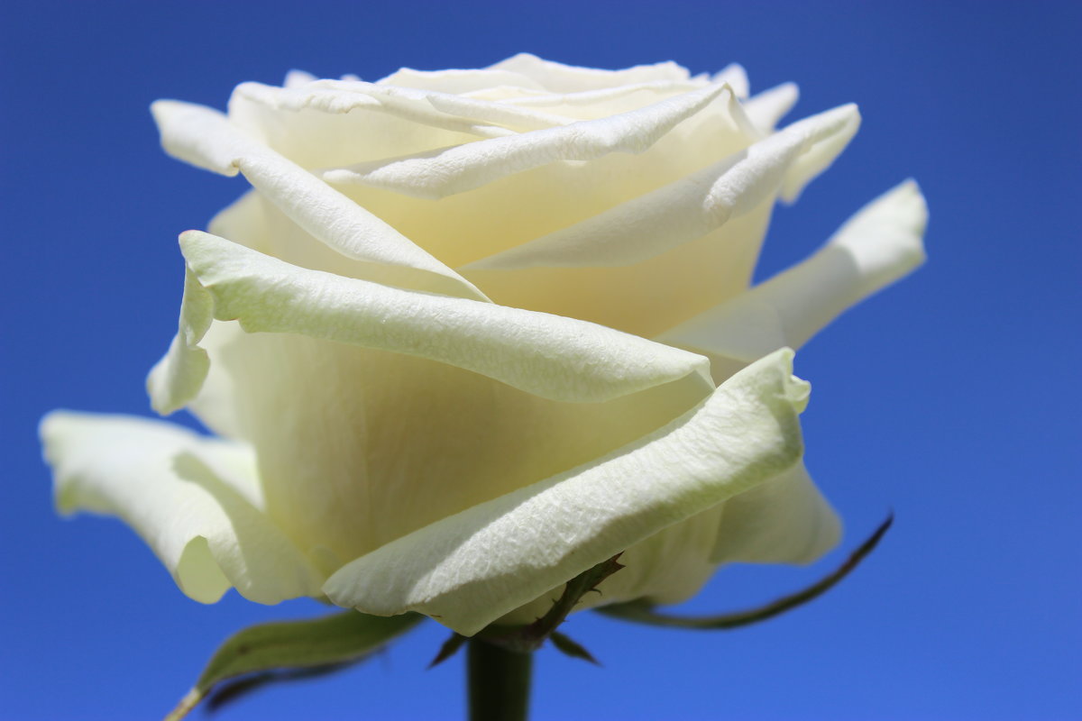 Белая роза - Mariya laimite