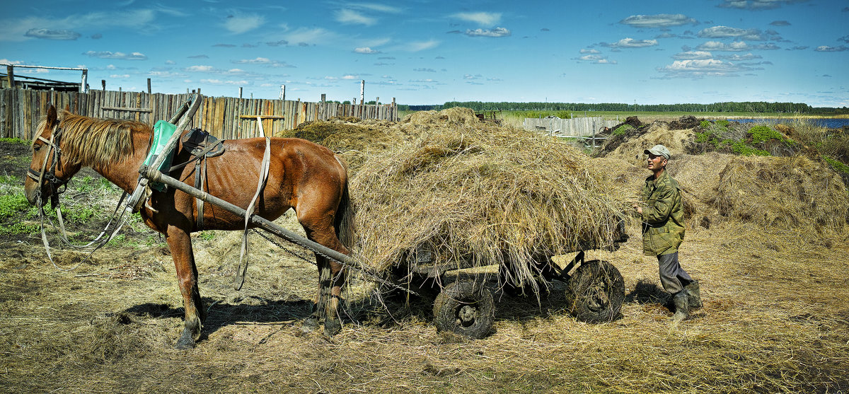 Из жизни рабочей лошади - Борис Бусыгин